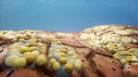 Wie Immunsystem und Mikrobiom in unserer Nase interagieren