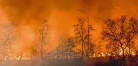 Der Kampf gegen die Waldbrände