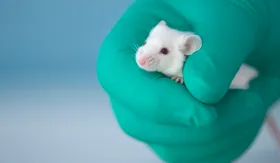 Wie übertragbar sind Tierversuche?