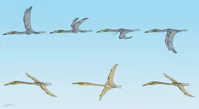 Dem Flugstil großer Pterosaurier auf der Spur