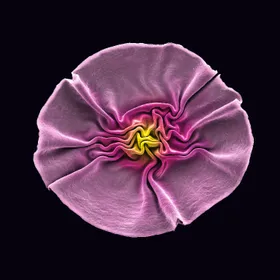 Eine Blume aus Viren