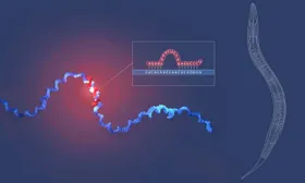 Medizin-Nobelpreis 2024 geht an die Entdecker der microRNA