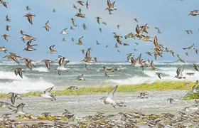 Algorithmen für die Vogelforschung