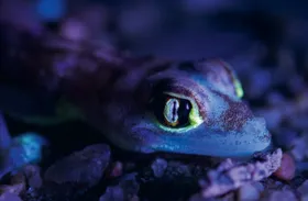 Tierisches Leuchten