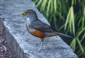 Tierischer Transport
