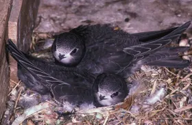 Tierische Auszeit