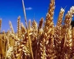 Unterschätzte Zöliakie: Viel mehr Menschen als gedacht vertragen das Getreide-Eiweiß
Gluten nicht
