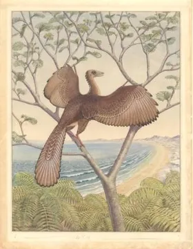 Archäopteryx mit Emu-Ohr