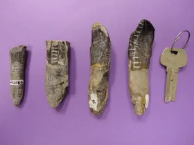 Wandervögel der Jurazeit