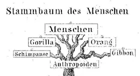 Wo die Wurzeln des menschlichen Stammbaums liegen