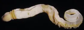 Penisförmige Ur-Wesen