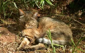 Mensch und Katze – einer alten Freundschaft auf der Spur
