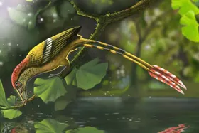 Gondwana-Vogel mit Rätselschwanz
