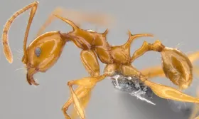 Die Drachen im Insektenreich