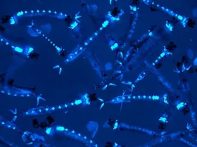 Gentechnik gegen Malaria