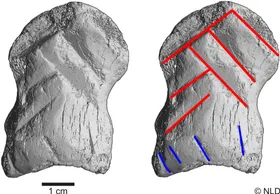 Neandertaler-Kunst entdeckt