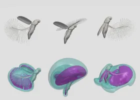 Mini-Käfer mit erstaunlicher Flugtechnik