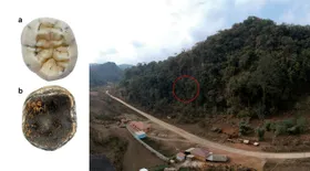 Frühmenschen-Backenzahn in Laos entdeckt