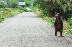 Mein Nachbar, der Grizzly