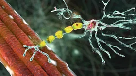 Parkinson-Medikament gegen ALS?
