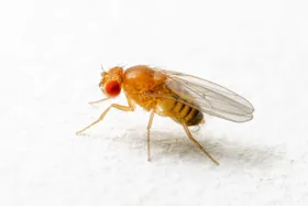 Eine Fliege für die Forschung