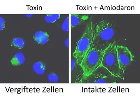Herzmedikament entwaffnet Krankenhauskeim