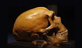 Warum Europäer weniger Neandertaler-DNA haben als Asiaten