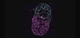 Erstes mehrkammriges Organoid des menschlichen Herzens entwickelt