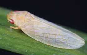 Tarn-Technik von Zikaden entschlüsselt