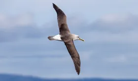 Atemtrakt unterstützt Gleitflug bei Vögeln
