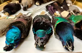 Schillerndem Vogelgefieder auf der Spur