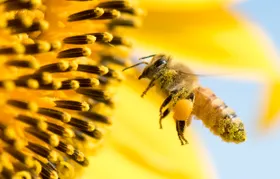 Darmflora schützt Bienen vor Diabetes