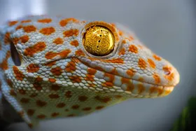 Der sechste Sinn der Geckos