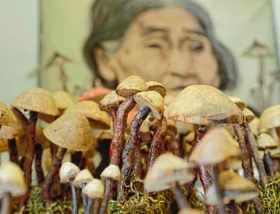Was Pilze erzählen