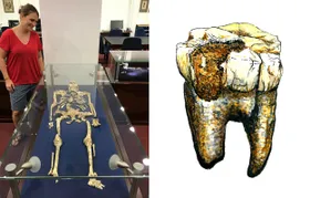 Vormensch Australopithecus lebte noch primär vegetarisch