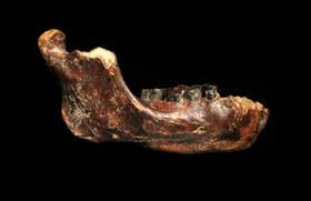 Denisova-Fossil aus Taiwan identifiziert