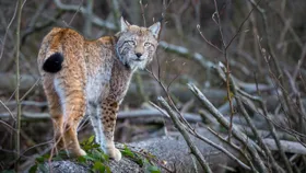 Wilde Luchse im Harzgebirge