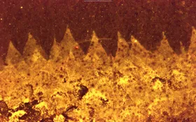Rätselhaftes Fossil neu interpretiert