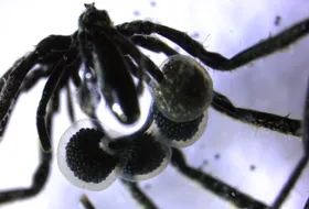 Neue Art der Symbiose in der Tiefsee