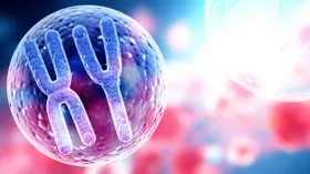 Verlust des Y-Chromosoms behindert Immunabwehr von Krebs