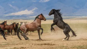 Wie Mutationen die Pferde zum Reittier machten