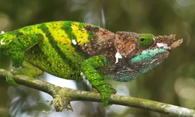 Exotisches Chamäleon