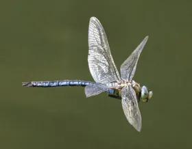 Flugkunst im Kleinformat