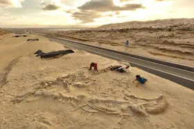 Ein Friedhof der Wale