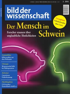 Der Mensch im Schwein