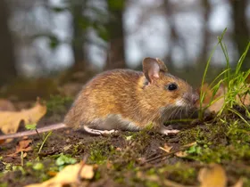 Eine kleine Maus mit viraler Fracht