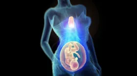 Warum der Thymus in der Schwangerschaft wichtig ist