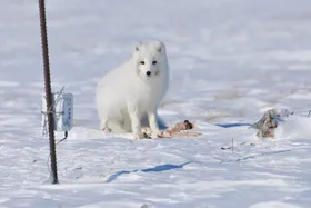 Der Polarfuchs: ein arktischer Überlebenskünstler