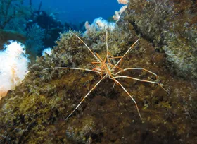 Asselspinne mit Alleinstellungsmerkmal