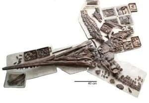 Fossilteile